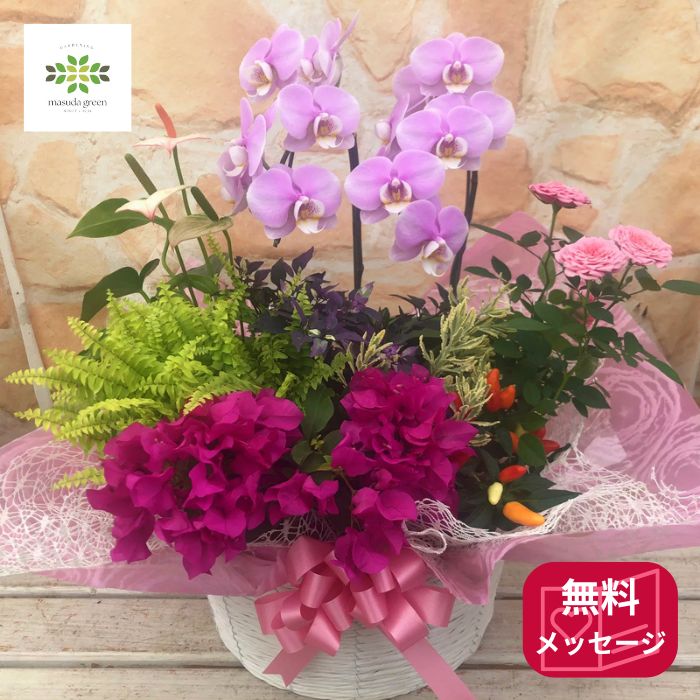 ミディ胡蝶蘭と季節のお花を使った 寄せ鉢 フラワーアレンジメント カゴ入り 送料無料 コチョウラン 花..