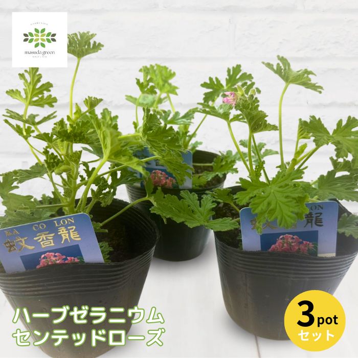 Rakuten - ハーブ苗 ハーブゼラニウム センテッドローズ 3.5号ポット 3ポットセット 蚊香龍 KACORON カコロン カーコロン ニオイゼラニウム ゼラニューム ローズゼラニウム 蚊避け 蚊よけ植物 虫除け 芳香 ポプリ 香辛野菜 家庭菜園 シトロネラ 蚊除け 虫除けi