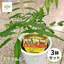 ニーム ミラクルニーム 4号 鉢植え お得な3鉢セット 虫除け ニームの木 ハーブ苗 ミラクルハーブ 蚊除け 蚊よけ植物 防虫 害虫