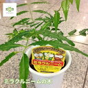 ニーム ミラクルニーム 4号 鉢植え 虫除け ニームの木 ハーブ苗 ミラクルハーブ 蚊除け 蚊よけ植物 防虫 害虫