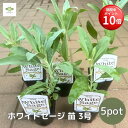 masudagreen:10000469のサンプル画像1