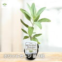 カリフォルニア ホワイトセージ苗 3号 ハーブ苗 ハーブ Herb 寄せ植え お香 カリフォルニアホワイトセージ ホワイトセージ セージ 苗