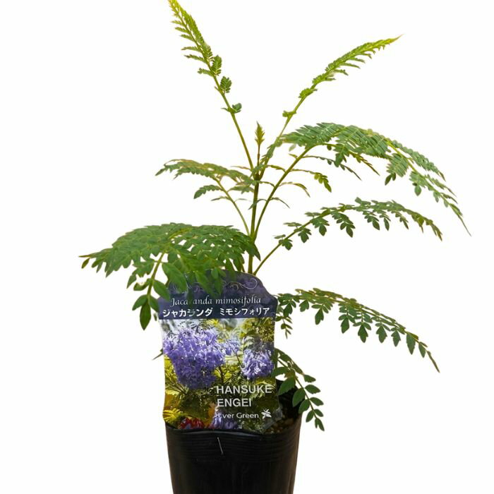 楽天市場】ジャカランダの花の通販