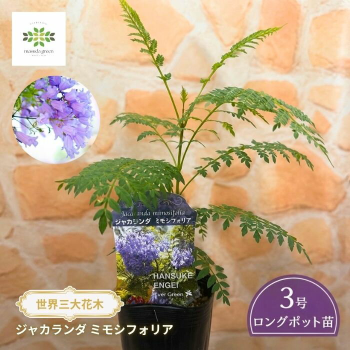 Rakuten - ジャカランダ ミモシフォリア 苗 3号ロングポット 世界三大花木 青花 花木 苗木 シンボルツリー 庭木 鉢植え ベランダ ガーデニング 珍しい植物
