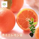 果樹 苗 赤ミニレモン 苗木 接木1年生 4号 ポット 送料無料 高さ約50cm 檸檬 れもん 赤 実がなる木 ガーデニング自宅用 家庭菜園 自家栽培 贈答用 プレゼント 贈り物