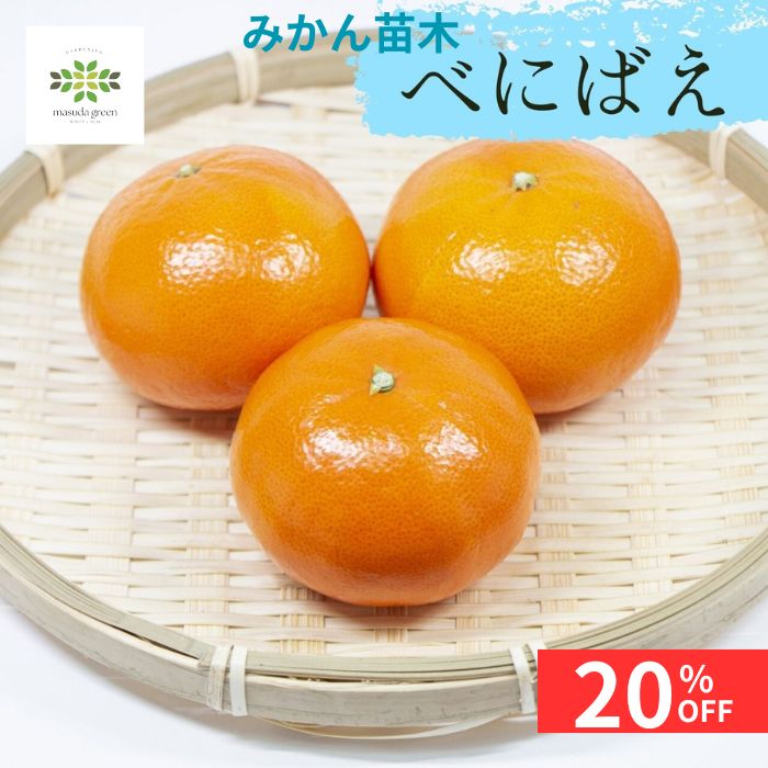 【12/4 20:00～23:59限定!!スタートダッシュクーポン】 みかん 苗木 べにばえ 4.5号 ロングポット 送料..