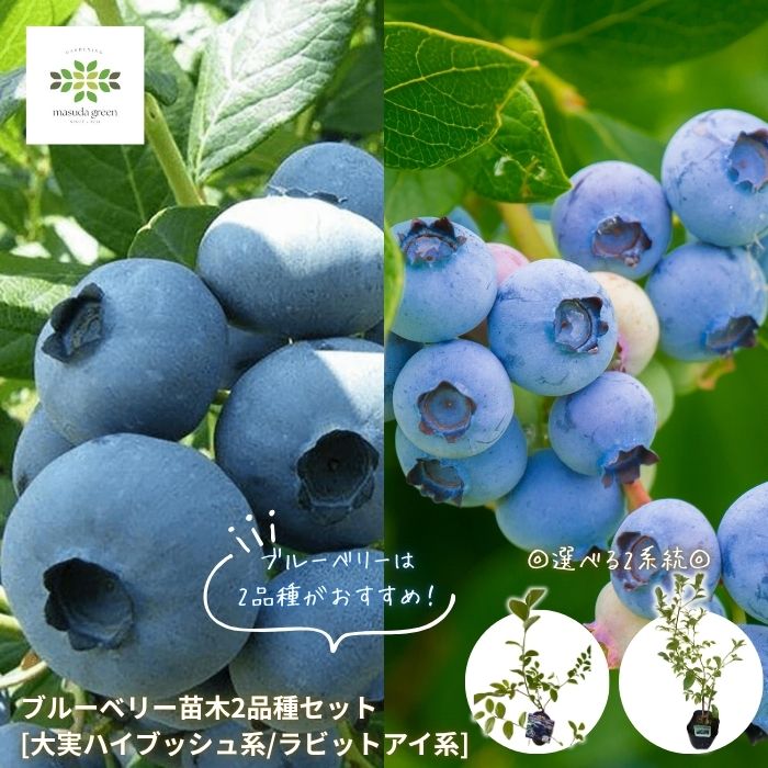 楽天市場】ブルーベリー 2品種セットの通販