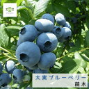 ブルーベリー 苗 苗木 大実ハイブッシュ系 4.5号 ポット 10月発送 送料無料 果樹苗 果樹の苗 blueberry 品種 果樹栽培 家庭菜園 フルーツ 庭...