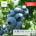 【9/4 20:00~23:59限定!!スタートダッシュクーポン】 ブルーベリー 苗 苗木 大実ハイブッシュ系 4.5号 ポット 10月発送 送料無料 果樹苗 果樹の苗 blueberry 品種 果樹栽培 家庭菜園 フルーツ 庭植え ベランダ 自宅用 ギフト プレゼント 贈答用 贈り物