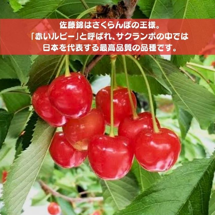 さくらんぼ 苗木 佐藤錦 4.5号 ロングポット 送料無料 果樹苗 西洋実桜 桜桃 おうとう ナポレオン 黄玉 果物 フルーツ ガーデニング 家庭菜園 自家栽培 自宅用 耐寒性 屋外 花壇 鉢植え ベランダ 庭 シンボルツリー 2