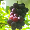 ֤ɤ  ԥ 2ǯ ȭ ̼ ̼ ֤ɤ ֥ɥ ƺ grapes ȭ  ǥ˥ ڱ  £ ե