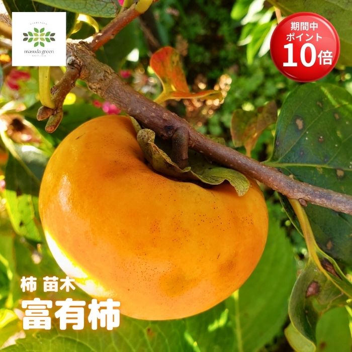 ڤ㤤ʪޥ饽 ݥ10ܡ   ͭ 4.5 󥰥ݥå 10ȯ ̵ ̼ ͭ դ椦 ų   ̣ Ƥ䤹...
