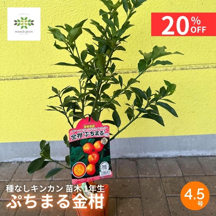 12/4 20:0023:59!!ȥå奯ݥ 󥫥  פޤ ⴻ ʤ 4.5 󥰥ݥå ̼ פޤⴻ ץޥ 󤫤 ̵ ɥ쥹 ̼