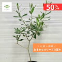 \超目玉50%OFF/ 限定特価 オリーブ 苗木 おまかせ 3.5号 ポット オリーブの木 オリーブの苗 果樹苗 果樹 苗 鉢植え 地植え 窓辺 花壇 玄関 シンボルツリー 庭 自宅用 贈り物 イタリア 常緑 樹木 観賞用 食用 早い者勝ち