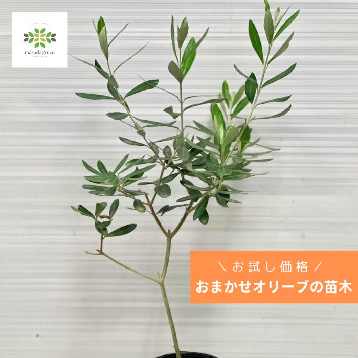 楽天市場】オリーブ 苗木 希少の通販 楽天市場】オリーブ 苗木 希少の通販