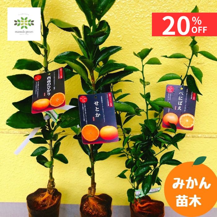 【12/4 20:00～23:59限定!!スタートダッシュクーポン】 みかん 苗木 3種セット [ せとか / 西南のひか..