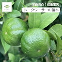 シークワーサー 苗木 4.5号 ロングポット 送料無料 果樹苗 柑橘 柑橘苗木 果物の木 実がなる木 果物 果実 沖縄 ジュース 自宅用 家庭菜園 自家栽培 ガ...