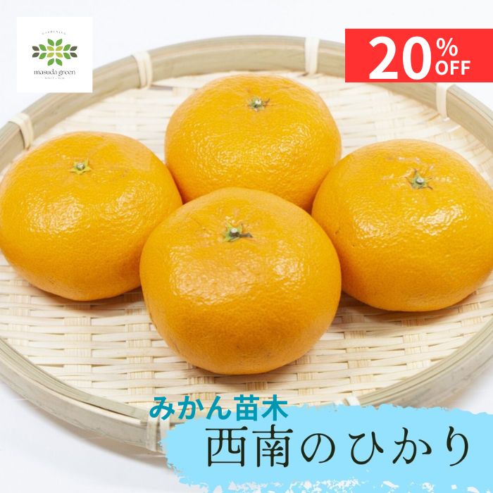 【12/4 20:00～23:59限定!!スタートダッシュクーポン】 希少品種！みかん 苗木 西南のひかり 4.5号 ロ..