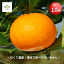 【お買い物マラソン期間 ポイント10倍】 希少品種!みかん 苗木 せとか 1年生 4.5号 ロングポット 10月発送 送料無料 果樹苗 柑橘類 蜜柑 ミカン み...