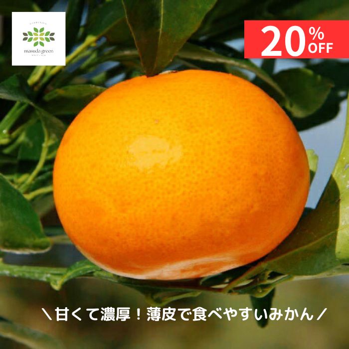 【12/4 20:00～23:59限定!!スタートダッシュクーポン】 希少品種！みかん 苗木 せとか 4.5号 ロングポ..