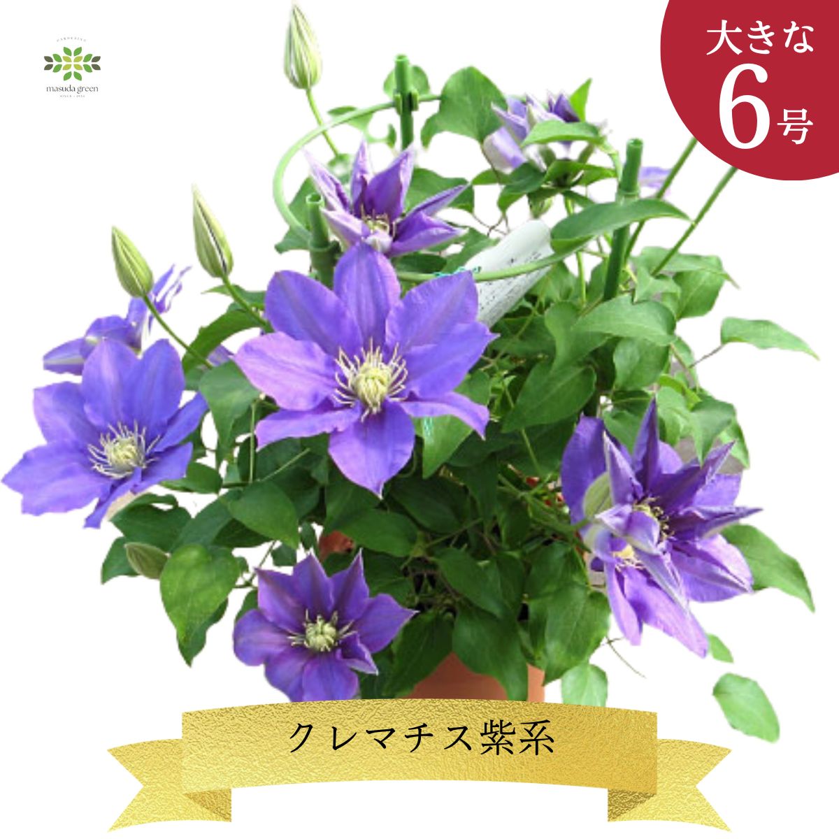 クレマチス 鉢植え 紫系 6号 送料無料 ちょっと早めの母の日 人気の四季咲き 人気 テッセン 四季咲き 毎年 咲く おすすめ 母の日ギフト プレゼント 希少 贈り物 鉢 鉢花 花 生花 ガーデニング 父の日 お祝い 誕生日 お礼