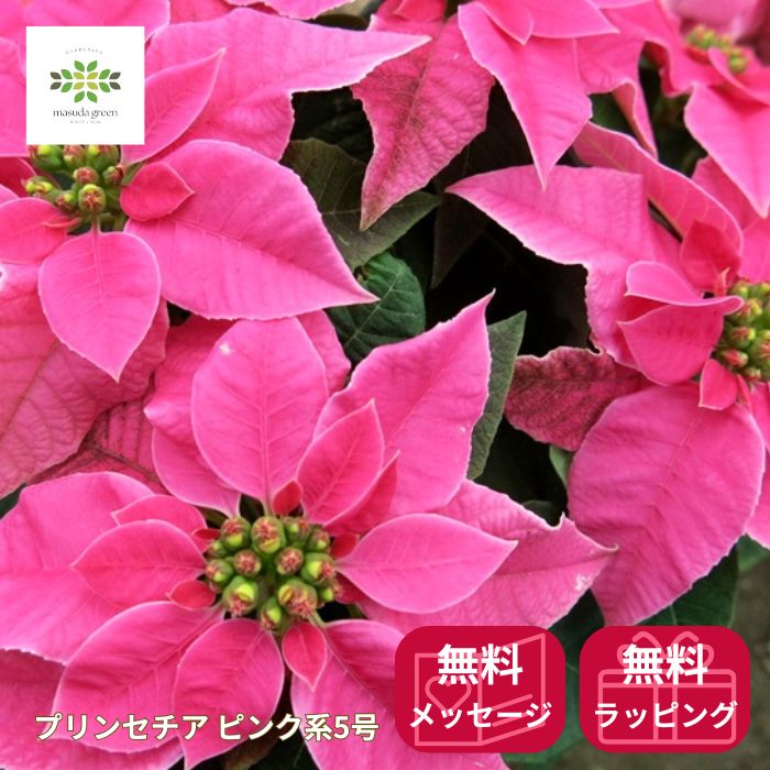 プリンセチア ホットピンク ルージュなど 鉢植え 5号鉢 11月下旬発送予定 送料無料 ポインセチア 新品種 ピンク 生花 花鉢 コンパクト クリスマスギフト フラワーギフト 贈り物 誕生日 お祝い 開店祝い 引越祝い お礼 丈夫 冬 観葉植物