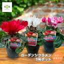 ガーデンシクラメン 苗 3号ポット カラーおまかせ 花苗 花 花壇 庭植え 鉢 寄せ植え 耐寒性 小さい 秋 冬(4)
