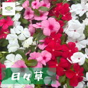 ニチニチソウ 苗 3.5号ポット 6株セット 色アソート 寄せ植え 花苗 日々草