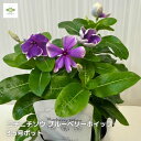 花苗 ニチニチソウ 日々草 ビンカ ブルーベリーホイップ 3.5号ポット 耐暑性 非耐寒性 多年草 キュート