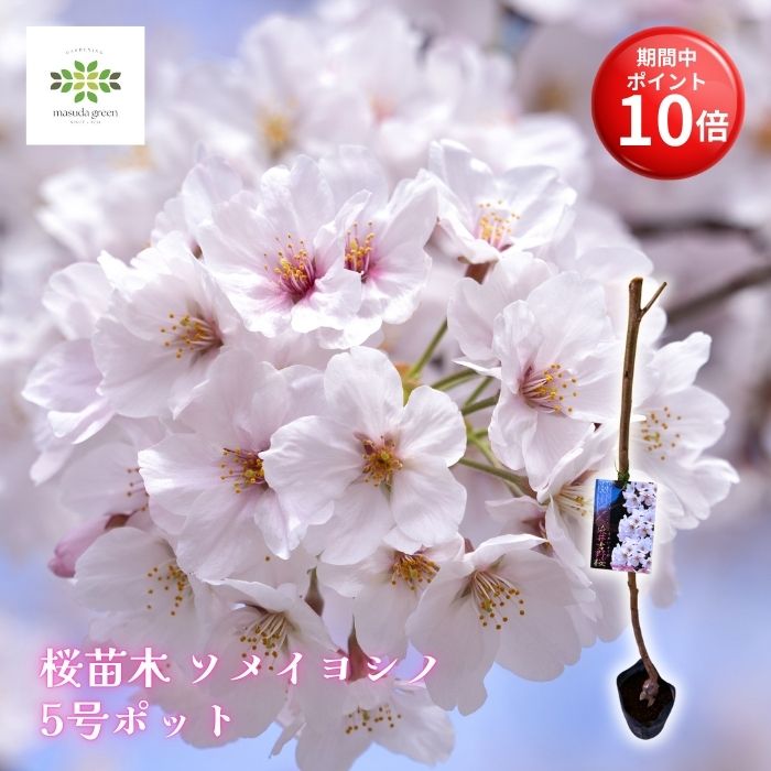 【お買い物マラソン期間 ポイント10倍】 桜 苗木 ソメイヨシノ 5号ポット さくら サクラ 染井吉野 サクラ苗 桜苗木 桜の木 鉢植え 庭植え 植木 庭木 シンボルツリー 落葉樹 高木