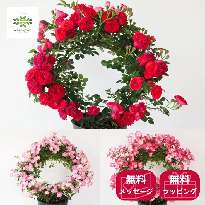 2026 母の日 幸せを呼ぶリング仕立て つるバラ キングローズ 安曇野 真珠貝 5号 ラッピング・母の日ピック付 送料無料 母の日ギフト フラワーギフト プレゼント 贈答用 自宅用 贈り物 鉢花 誕生日 お礼 お祝い 産地直送