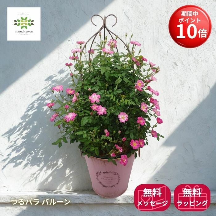 粉红 - 【お買い物マラソン期間:最大20%OFFクーポン＋ポイント10倍】 母の日 つるバラ バルーン 母の日ピック付 ピンク系 送料無料 母の日ギフト フラワーギフト プレゼント 贈答用 自宅用 贈り物 鉢花 誕生日 お礼 お祝い 産地直送 2026