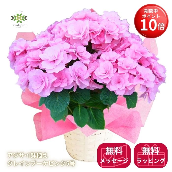 【お買い物マラソン期間 ポイント10倍】 早割 2026 母の日 アジサイ 鉢植え 新品種 クレインブーケピンク 5号 鉢カバー ラッピング付 送料無料 母の日ギフト フラワーギフト プレゼント 贈答用 自宅用 贈り物 鉢花 誕生日 お礼 お祝い 産地直送 紫陽花
