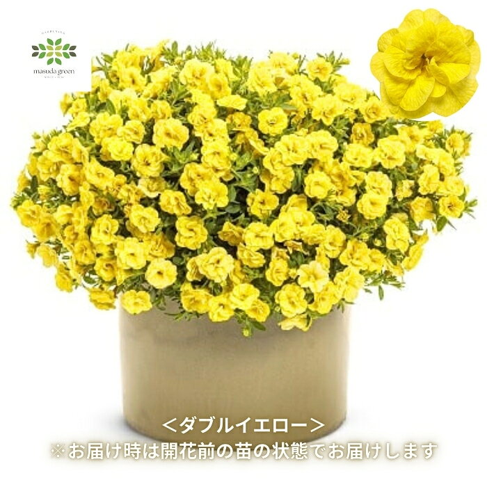 ラスト1個です5寸スーパーベルダブル✨ ✨確かに強い品種でした 楽天市場】カリブラコア スーパーベル苗の通販