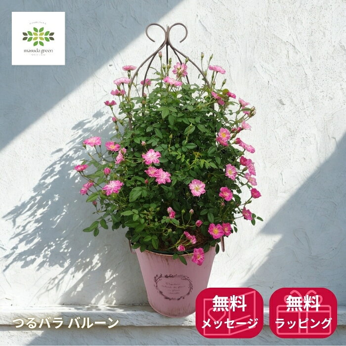Pink - 母の日 つるバラ バルーン 母の日ピック付 ピンク系 送料無料 母の日ギフト フラワーギフト プレゼント 贈答用 自宅用 贈り物 鉢花 誕生日 お礼 お祝い 産地直送 2026