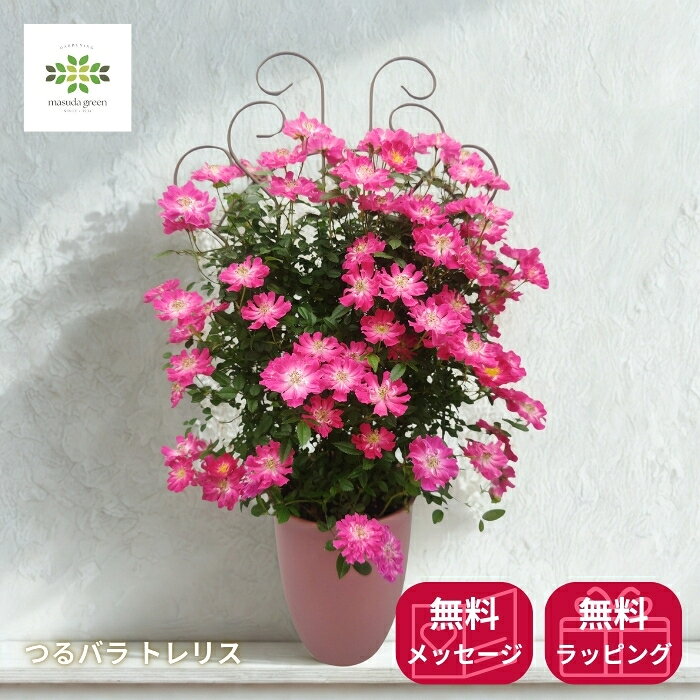 樂天商城 - 【マラソン期間:最大20%OFFクーポン＋ポイント10倍】 母の日 つるバラ トレリス 5号 母の日ピック付 ピンク系 送料無料 母の日ギフト フラワーギフト プレゼント 贈答用 自宅用 贈り物 鉢花 誕生日 お礼 お祝い 産地直送 2026