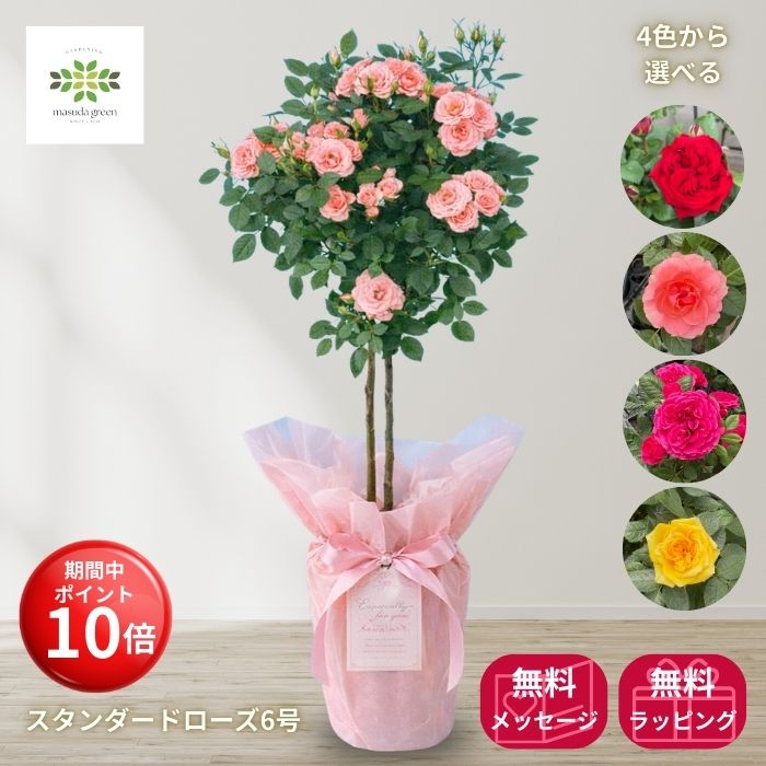 【お買い物マラソン期間 ポイント10倍】 早割 2026 母の日 スタンダードローズ 6号 ラッピング付 メッセージカードorピック付 送料無料 母の日ギフト フラワーギフト プレゼント 贈答用 自宅用 贈り物 鉢花 誕生日 お礼 お祝い 産地直送