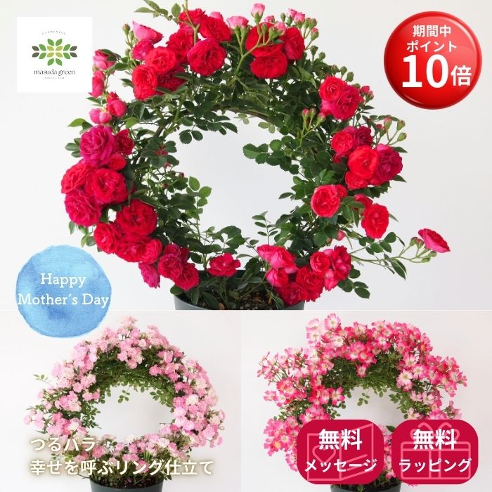 【お買い物マラソン期間 ポイント10倍】 早割 2026 母の日 幸せを呼ぶリング仕立て つるバラ キングローズ 安曇野 真珠貝 5号 ラッピング・母の日ピック付 送料無料 母の日ギフト フラワーギフト プレゼント 贈答用 自宅用 贈り物 鉢花 誕生日 お礼 お祝い 産地直送