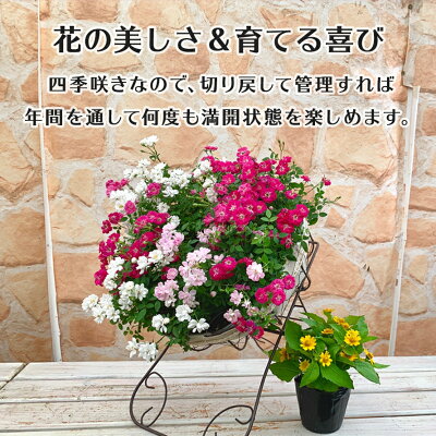 ウェルカムレンゲローズリング植えアイアンスタンド付