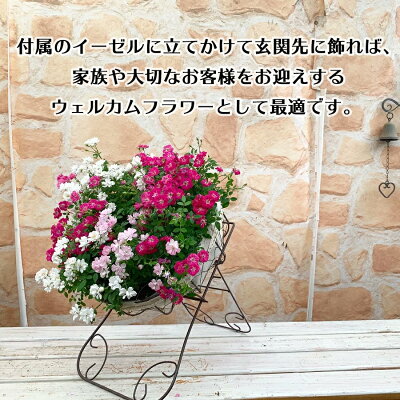 ウェルカムレンゲローズリング植えアイアンスタンド付