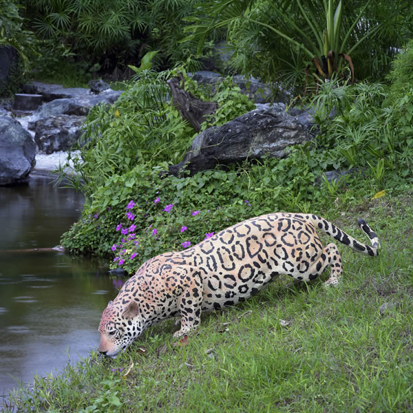FRPアニマルオブジェ 水辺のジャガー Jaguar リアル 動物 像 実物大 豹 フィギュア 置物 動物園 ガーデニング オーナメント 店舗 ヒョウ 大きい ...