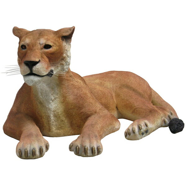 FRP˥ޥ륪֥ 饤ͥ ݡ Lioness Lying Down ꥢ 饤 ưʪ  ʪ ʪ ե奢 ưʪ ǥ˥ ...