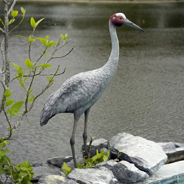 ʤι뽣 Brolga Crane ץ饹å (FRP) ȥ֥ ꥢ ʪ ʪ ĥ ǥ˥ ʥ Ǥ   ...