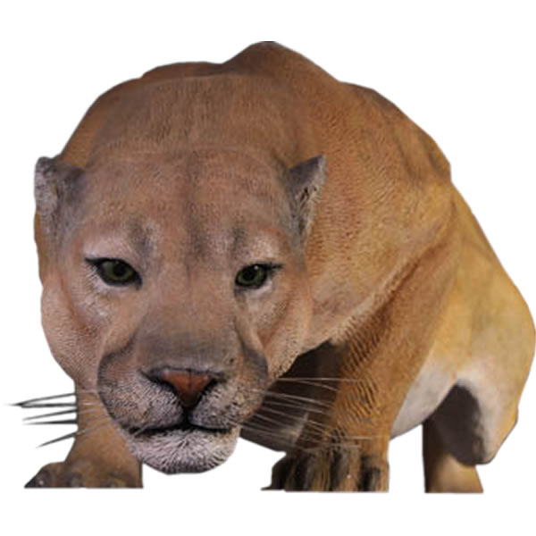 FRPアニマルオブジェ クーガー Cougar リアル ピューマ フィギュア 実物大 豹 置物 動物 像 動物園 ガーデニング オーナメント 店舗 ヒョウ 大き...