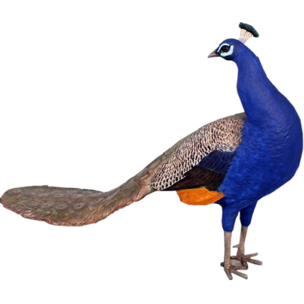  Peacock ץ饹å (FRP) ȥ֥ ꥢ 礭 㥯 Ļ ʪ ƥꥢ ǥ˥ ʥ ưʪ   ...