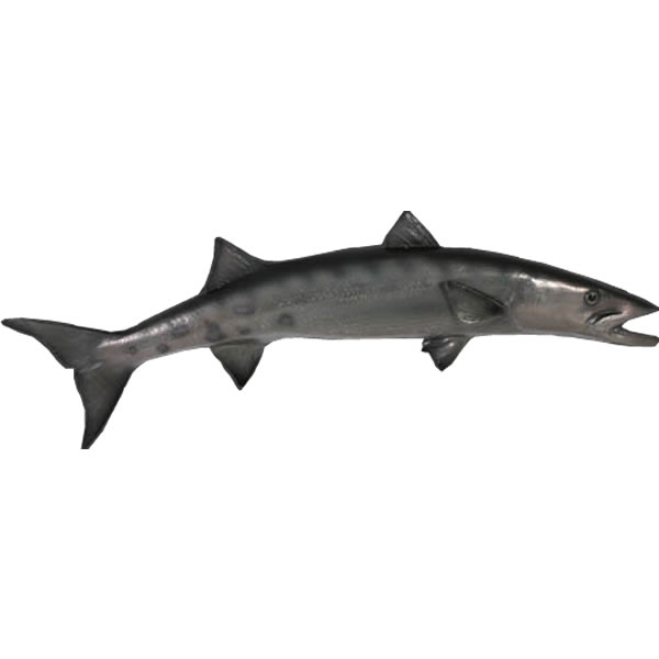 FRP˥ޥ륪֥ Х饯 Barracuda ꥢ  ʪ ƥꥢ ʥ ˥ޥ ե奢 ʪ ưʪ 礭 ² ưʪ...