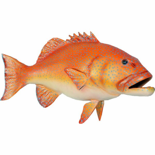 FRP˥ޥ륪֥ ȥ饦 Coral Trout ƥꥢ  ʪ ꥢ ʥ ե奢 ʪ    ...