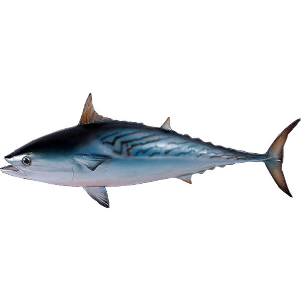 FRPアニマルオブジェ スマガツオ Mackerel Tuna インテリア 置物 リアル オーナメント フィギュア 実物大 鰹 魚 大きい かつお 水族館 動物...
