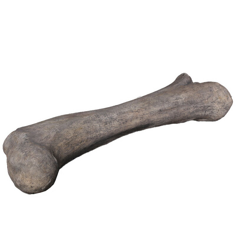 FRPε֥ ѥȥ륹ܹ Apatosaurus Femur Fossil ʪ 鵪 𿩶ε ε ե奢 礭 ɸ ...
