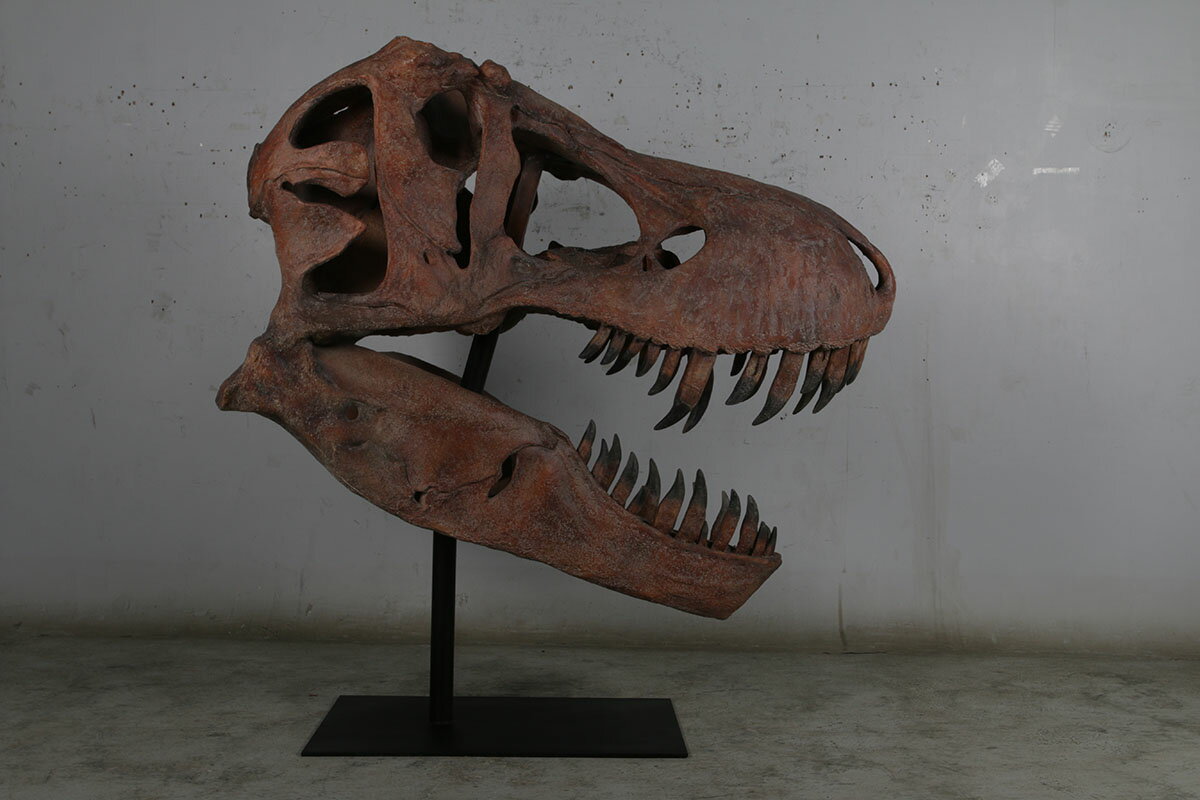 FRPアートオブジェ ティレックスの頭骨 Giant T-Rex Skull リアル 実物大 ティラノサウルス スカル 標本 置物 フィギュア 博物館 骸骨 店...